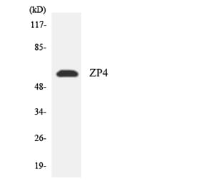 Western Blot - Anti-ZP4 Antibody (R12-3706) - Antibodies.com