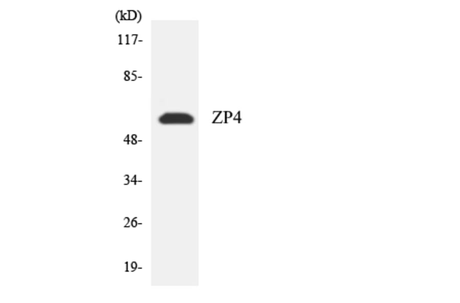 Western Blot - Anti-ZP4 Antibody (R12-3706) - Antibodies.com