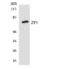 Western Blot - Anti-ZP1 Antibody (R12-3705) - Antibodies.com