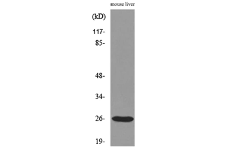 Western Blot - Anti-TNF Antibody (C30026) - Antibodies.com
