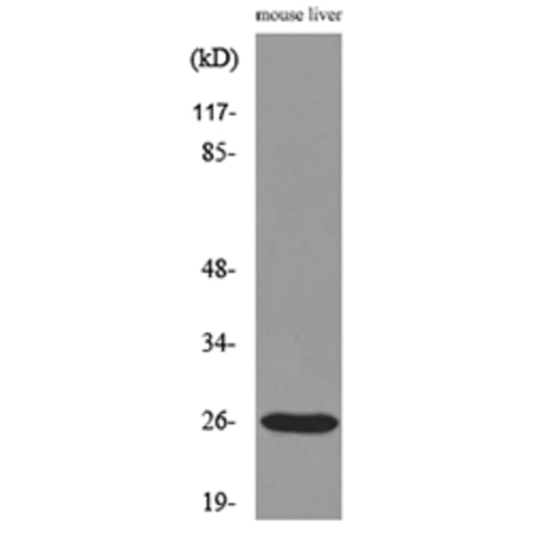 Western Blot - Anti-TNF Antibody (C30026) - Antibodies.com