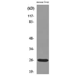 Western Blot - Anti-TNF Antibody (C30026) - Antibodies.com