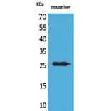 Western Blot - Anti-TNF Antibody (C30026) - Antibodies.com