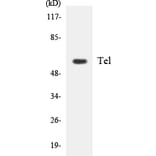 Western Blot - Anti-Tel Antibody (R12-3611) - Antibodies.com