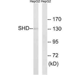 Western Blot - Anti-SHD Antibody (C18695) - Antibodies.com