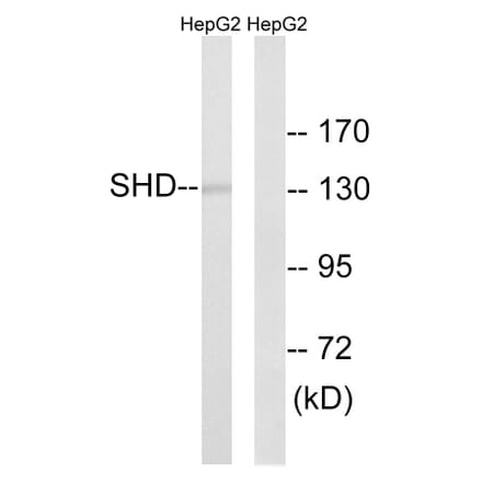 Western Blot - Anti-SHD Antibody (C18695) - Antibodies.com