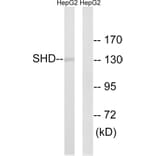Western Blot - Anti-SHD Antibody (C18695) - Antibodies.com