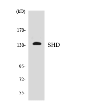 Western Blot - Anti-SHD Antibody (R12-3506) - Antibodies.com