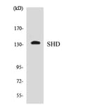 Western Blot - Anti-SHD Antibody (R12-3506) - Antibodies.com