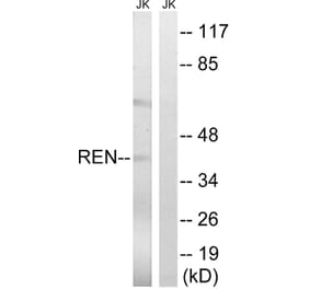 Western Blot - Anti-REN Antibody (C18334) - Antibodies.com