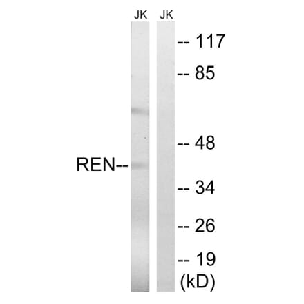 Western Blot - Anti-REN Antibody (C18334) - Antibodies.com