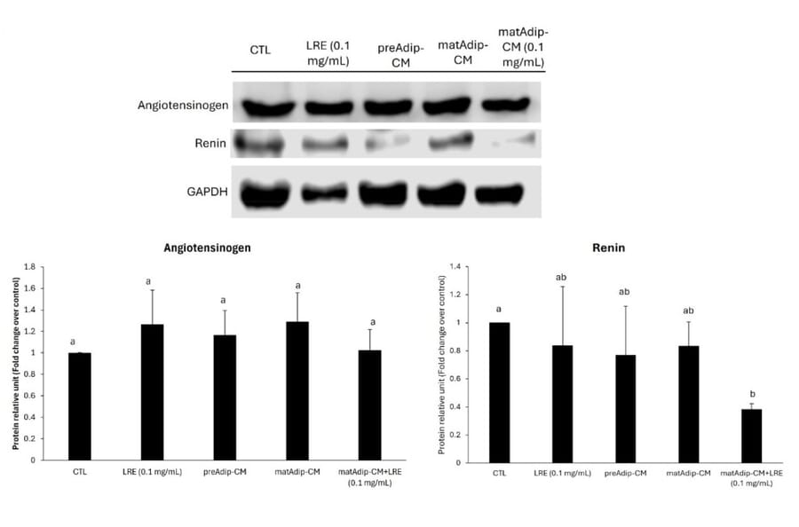 Western Blot - Anti-REN Antibody (A101593) - Antibodies.com Citation