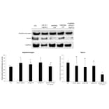 Western Blot - Anti-REN Antibody (A101593) - Antibodies.com Citation