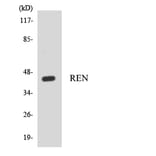 Western Blot - Anti-REN Antibody (R12-3419) - Antibodies.com