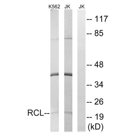 Western Blot - Anti-RCL Antibody (C15173) - Antibodies.com
