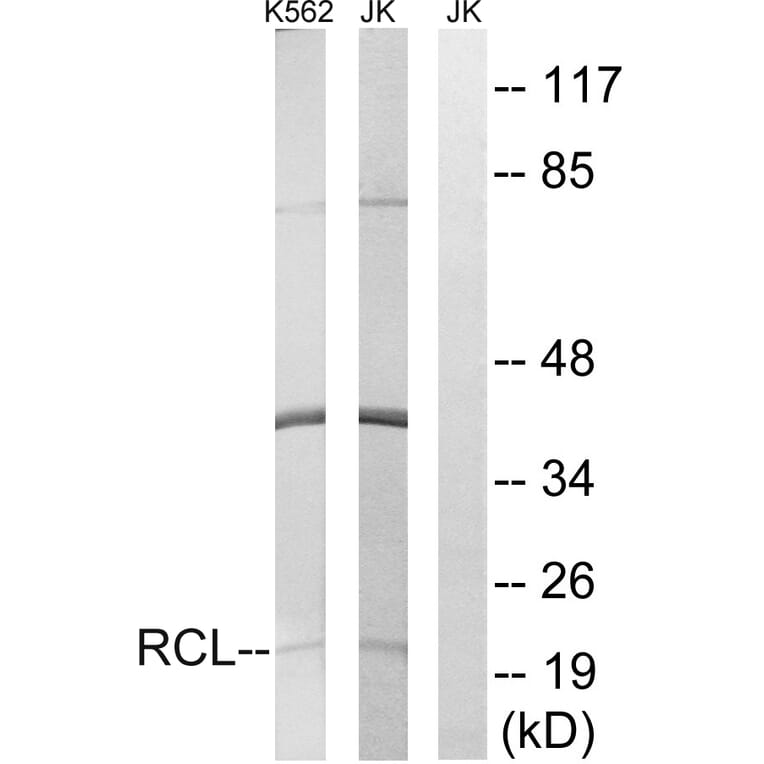 Western Blot - Anti-RCL Antibody (C15173) - Antibodies.com