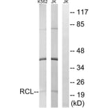 Western Blot - Anti-RCL Antibody (C15173) - Antibodies.com