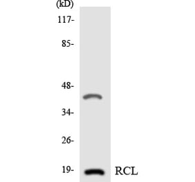Western Blot - Anti-RCL Antibody (R12-3413) - Antibodies.com