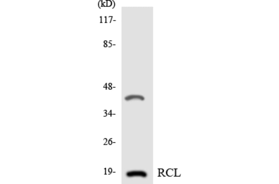 Western Blot - Anti-RCL Antibody (R12-3413) - Antibodies.com