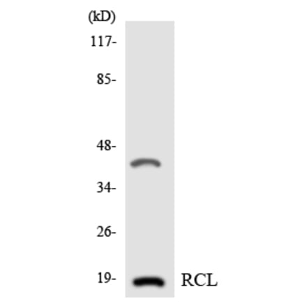 Western Blot - Anti-RCL Antibody (R12-3413) - Antibodies.com