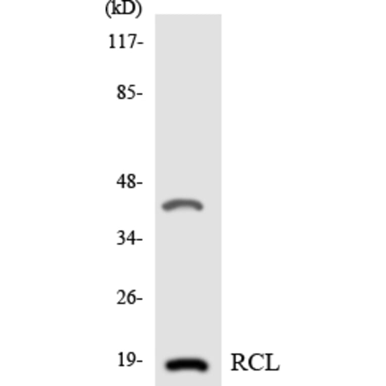 Western Blot - Anti-RCL Antibody (R12-3413) - Antibodies.com