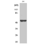 Western Blot - Anti-p53 Antibody (B7182) - Antibodies.com