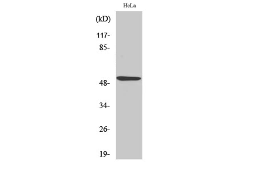 Western Blot - Anti-p53 Antibody (B7183) - Antibodies.com