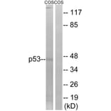Western Blot - Anti-p53 Antibody (B7186) - Antibodies.com