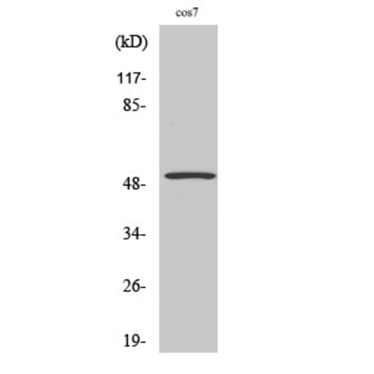 Western Blot - Anti-p53 Antibody (B7186) - Antibodies.com