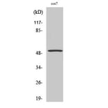 Western Blot - Anti-p53 Antibody (B7186) - Antibodies.com