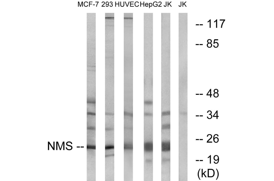 Western Blot - Anti-NMS Antibody (C16974) - Antibodies.com