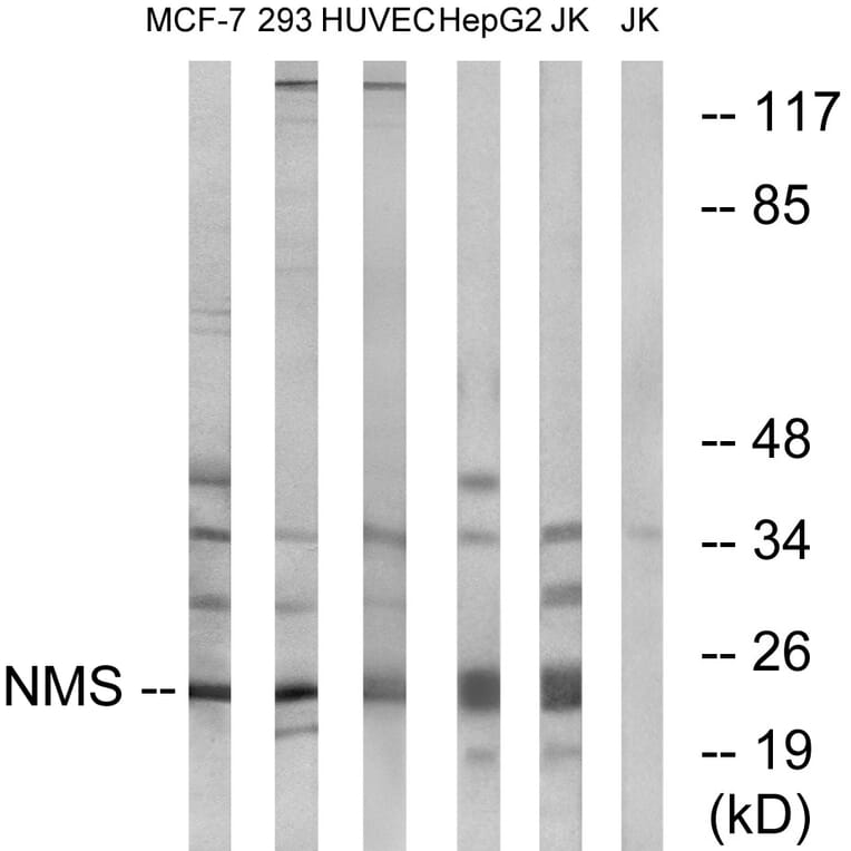 Western Blot - Anti-NMS Antibody (C16974) - Antibodies.com