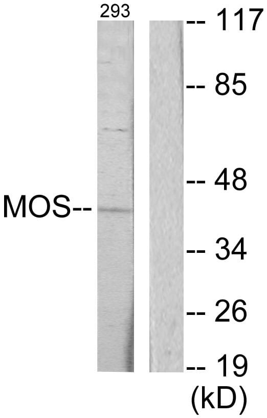 Western blot analysis of lysates from 293 cells using Anti-MOS Antibody. The right hand lane represents a negative control, where the antibody is blocked by the immunising peptide.