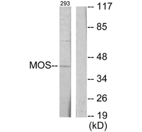 Western Blot - Anti-MOS Antibody (C10258) - Antibodies.com