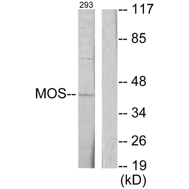 Western Blot - Anti-MOS Antibody (C10258) - Antibodies.com