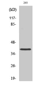 Western blot analysis of various cells using Anti-MOS Antibody.