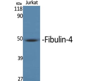 Western Blot - Anti-MNT Antibody (C20673) - Antibodies.com