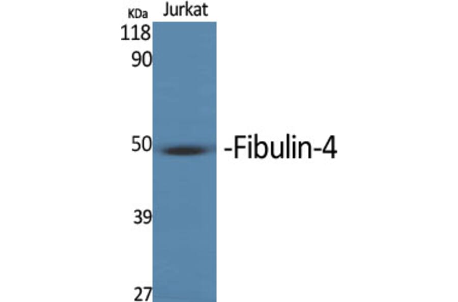 Western Blot - Anti-MNT Antibody (C20673) - Antibodies.com