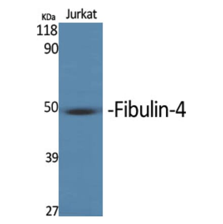 Western Blot - Anti-MNT Antibody (C20673) - Antibodies.com