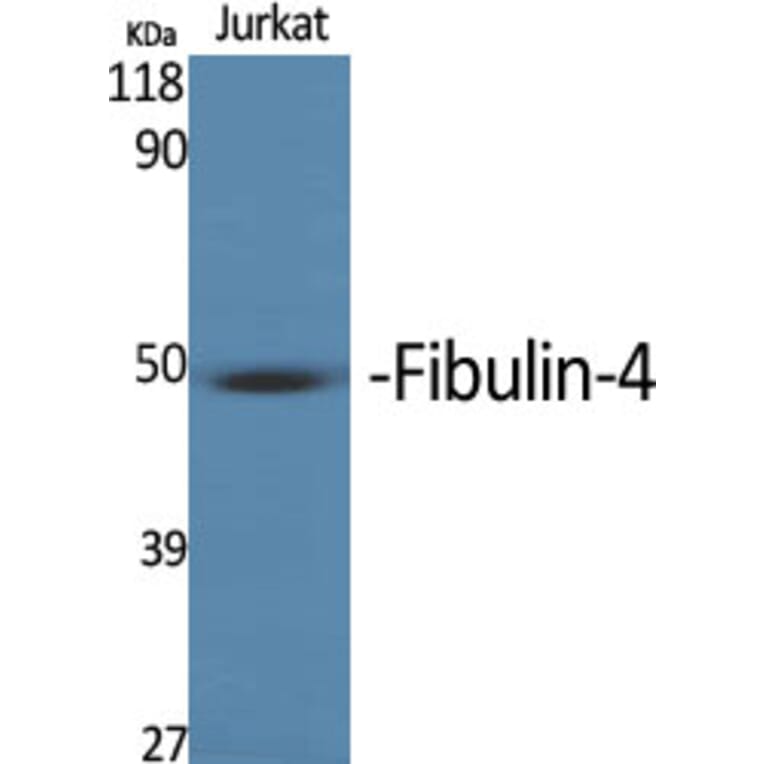 Western Blot - Anti-MNT Antibody (C20673) - Antibodies.com