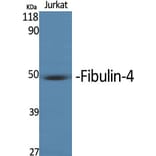 Western Blot - Anti-MNT Antibody (C20673) - Antibodies.com