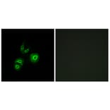 Immunofluorescence - Anti-MET Antibody (C10305) - Antibodies.com
