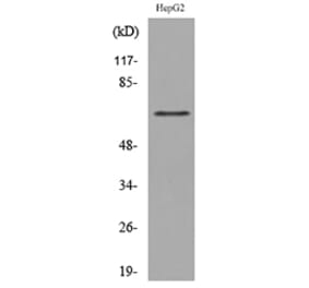 Western Blot - Anti-LY9 Antibody (C30478) - Antibodies.com