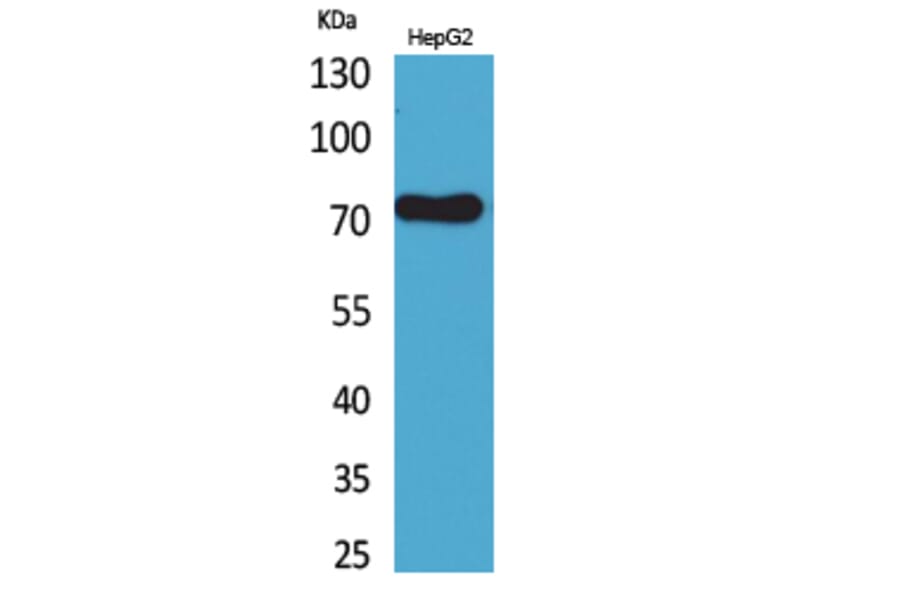 Western Blot - Anti-LY9 Antibody (C30478) - Antibodies.com