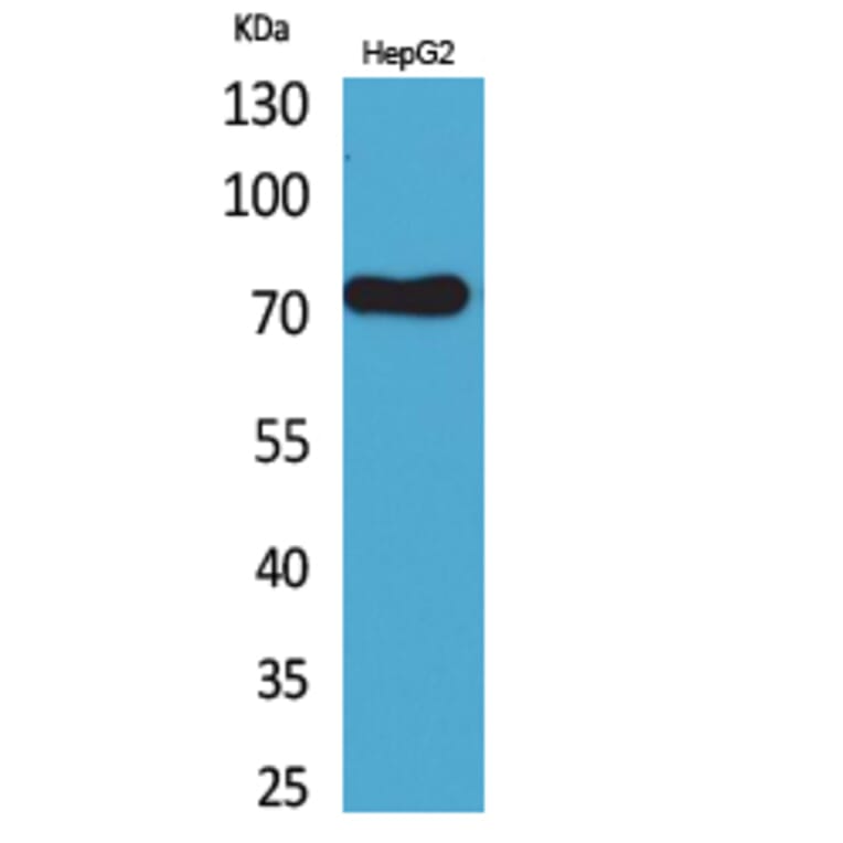 Western Blot - Anti-LY9 Antibody (C30478) - Antibodies.com