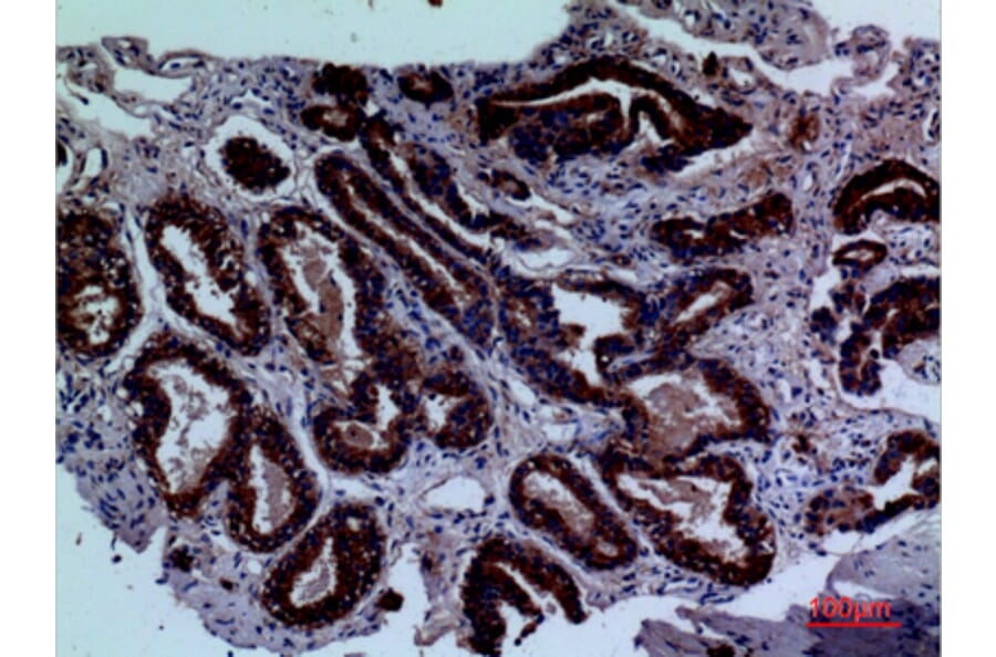 Immunohistochemistry - Anti-LY9 Antibody (C30478) - Antibodies.com
