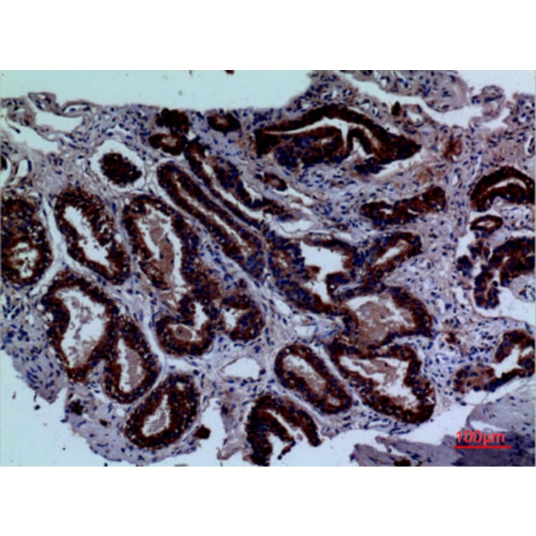 Immunohistochemistry - Anti-LY9 Antibody (C30478) - Antibodies.com