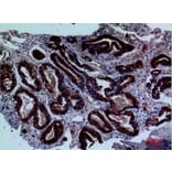 Immunohistochemistry - Anti-LY9 Antibody (C30478) - Antibodies.com