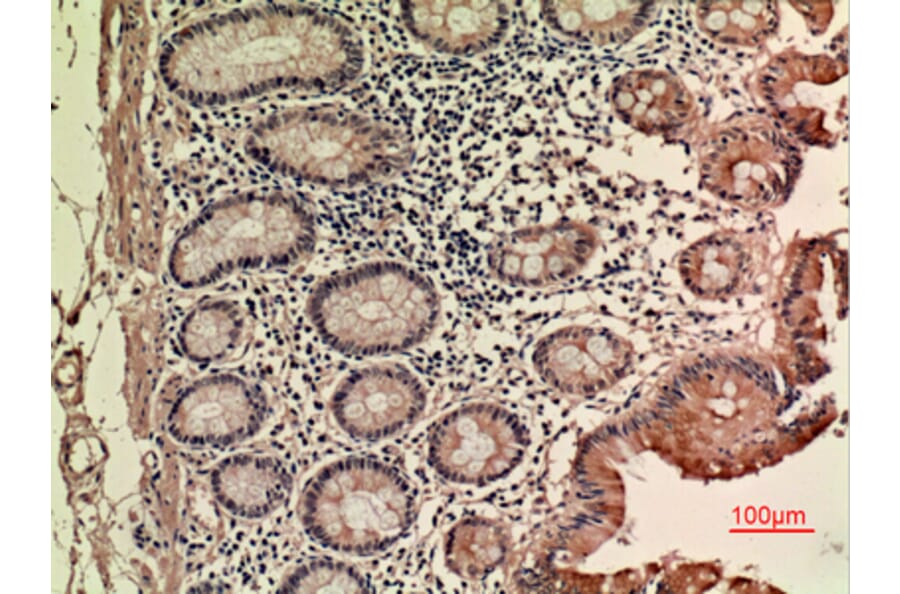 Immunohistochemistry - Anti-LIF Antibody (C30217) - Antibodies.com