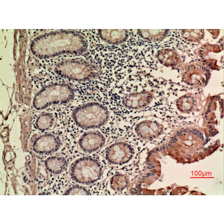 Immunohistochemistry - Anti-LIF Antibody (C30217) - Antibodies.com